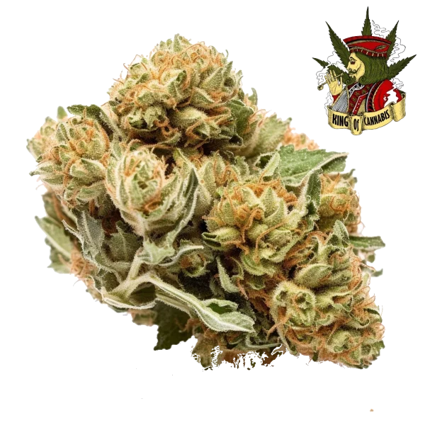 Bruce Banner - Híbrida Potente e Energética