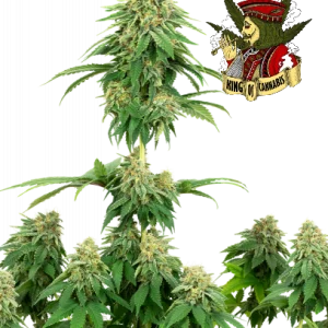 Girl Scout Cookies