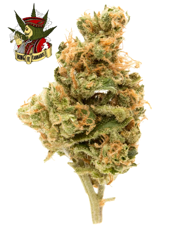 Hindu Kush