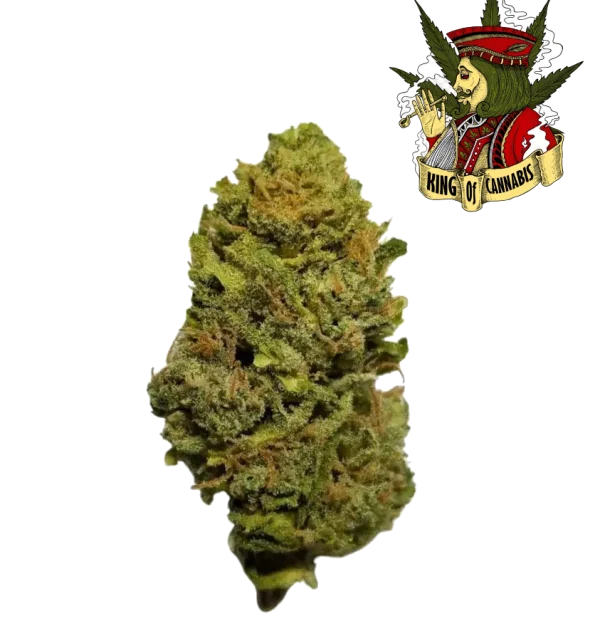 Northern Lights